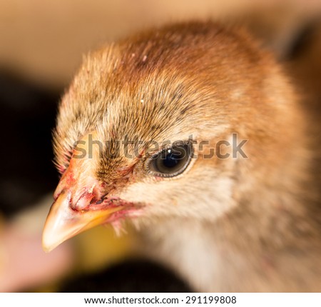 small chicken
