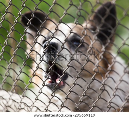 angry dog behind the fence