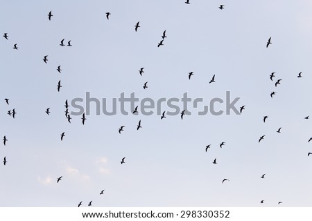 silhouette of a flock of birds in the blue sky