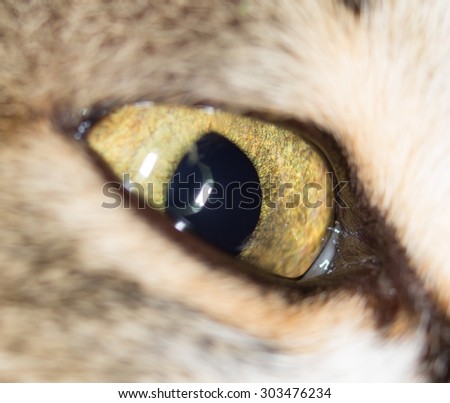 cat eyes. close