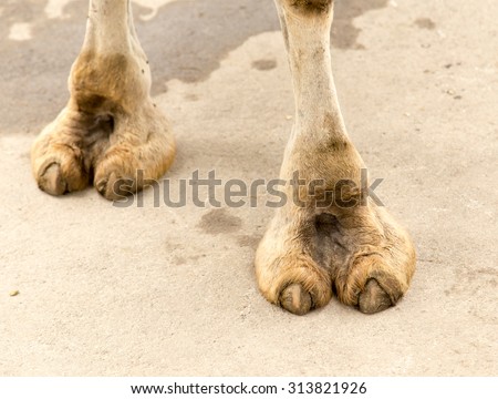 foot camel