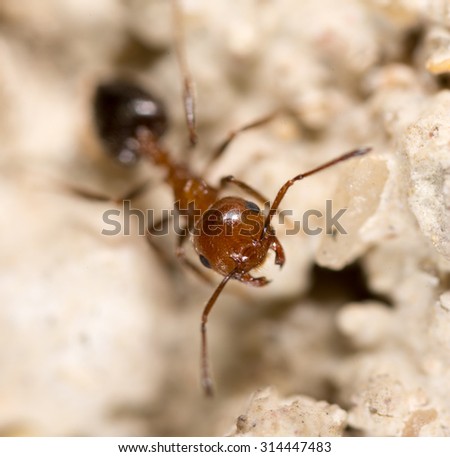 ant on the ground. Super Macro