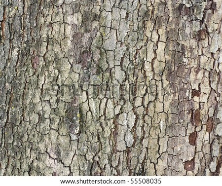 Cortex of the alder with lichen - texture