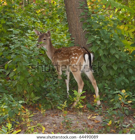 Bandhavgarh India