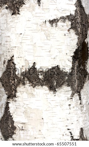 Texture of birch bark, background,