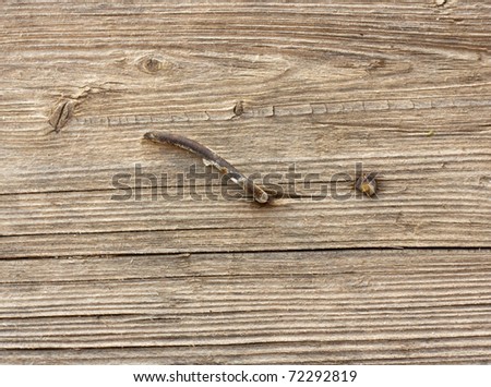 rusty nail in old wood, shallow focus