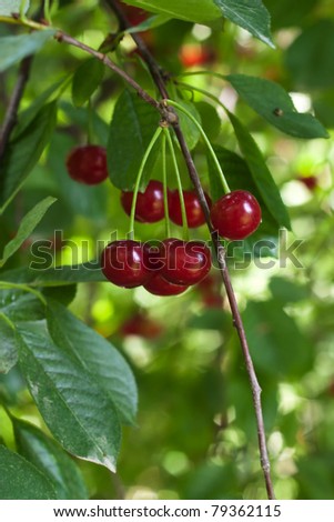 fresh cherries on the tree