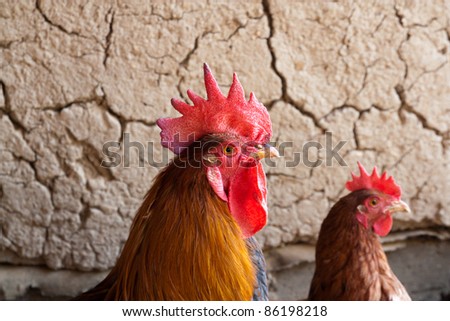 rooster and hen on the background of a clay wall