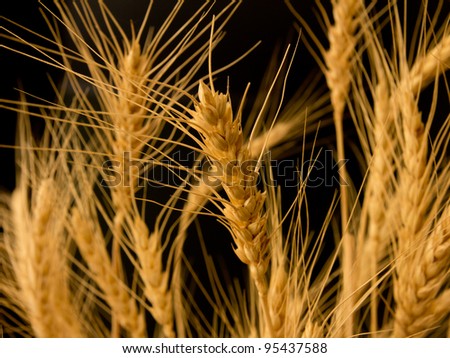 ears of ripe wheat on a black background