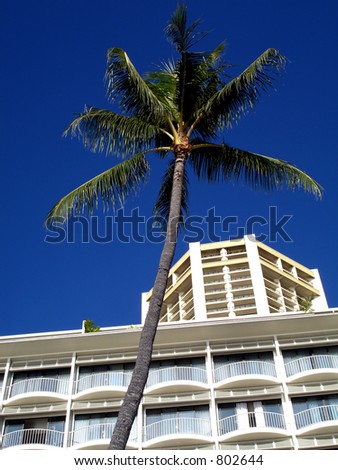 Palm Tree Eclipsing Building