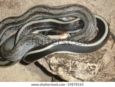 Racer Snake In Borneo Stock Photo 59878165 : Shuttersto