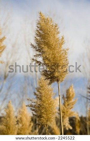 Tall dried plants at the side of a river in the winter at dusk
