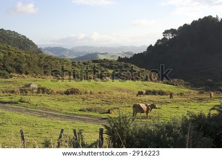 Peaceful green countryside with cows on the North Island of New Zealand near Rotorua