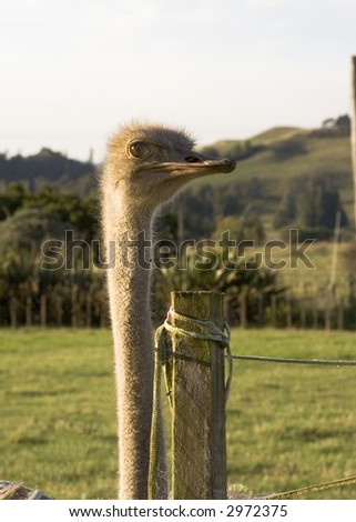 Ostrich close-up taken at an ostrich farm in New Zealand