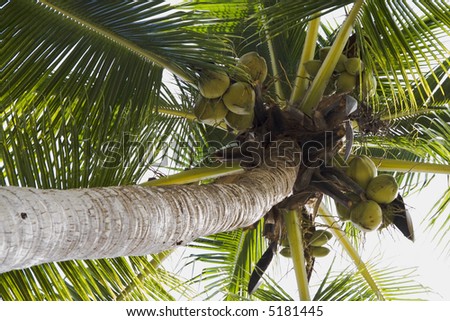 Coconut tree and coconuts at Los Gatos Beach Zihuatanejo, Mexico