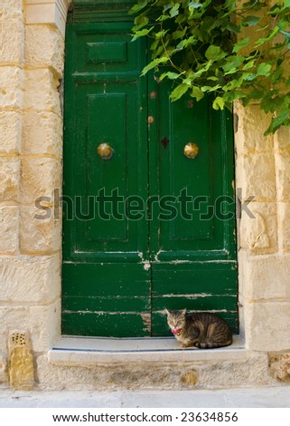 Crouched Cat