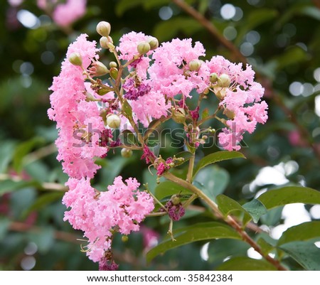 Close-up of pink tree blossoms growing in a Hong Kong park