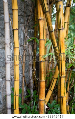Patch of bamboo plants growing next to a wall among other plants