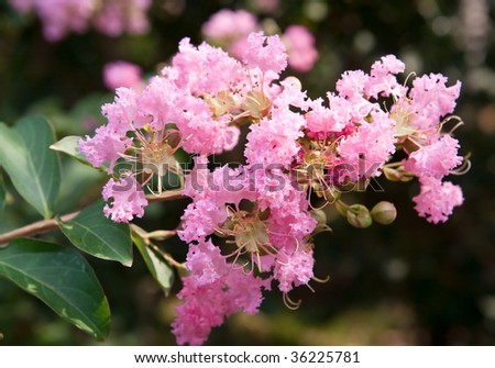 Close-up of pink tree blossoms growing in a Hong Kong park
