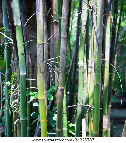 Green bamboo plants growing in a tight cluster in a Hong Kong park