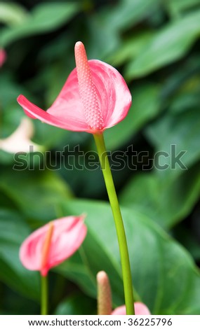 Beautiful leaf flower growing in the middle of a lot of green leaves