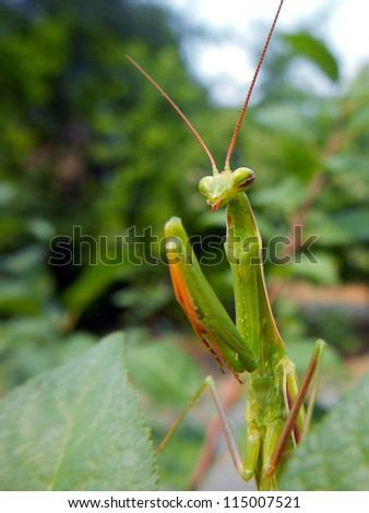 European mantis (Mantis religiosa) on plants