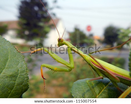 European mantis (Mantis religiosa) on plants