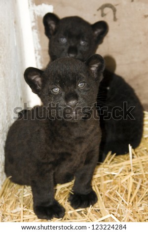 Black jaguar (Panthera onca) cub
