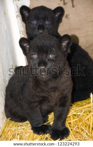 Black jaguar (Panthera onca) cub