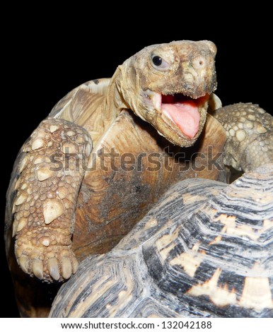 Happy face of a male leopard tortoise (Stigmochelys or Geochelone pardalis) during orgasm