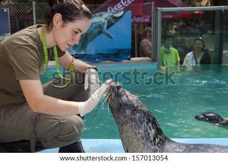 SZEGED, HUNGARY - AUGUST 13. 2013. - animal training in the exhibit of Harbor seals (Phoca vitulina) in Szeged Zoo