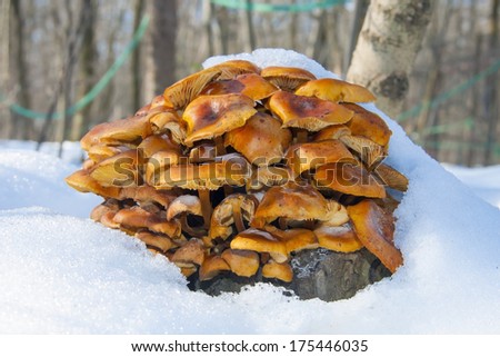 Wild enokitake or golden needle mushroom (Flammulina velutipes) in the snow