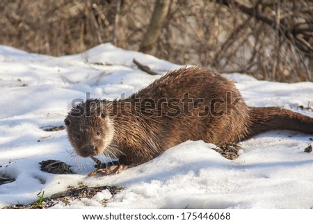 Young European otter (Lutra lutra lutra) in the snow