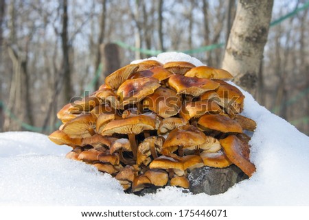 Wild enokitake or golden needle mushroom (Flammulina velutipes) in the snow