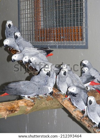 SZEGED, HUNGARY - JULY 15. 2014. -  Confiscated African gray parrots (Psittacus erithacus) in the quarantine in the wildlife rescue center in Szeged Zoo, Hungary