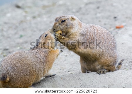 Black-tailed prairie dogs (Cynomys ludovicianus) sharing peanut