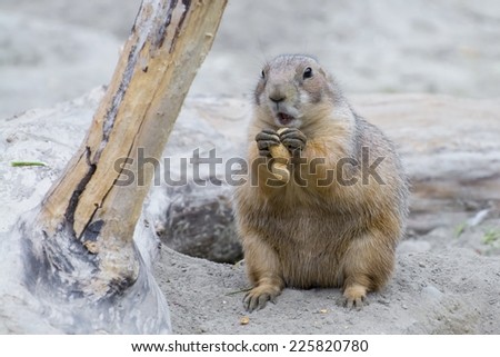 Black-tailed prairie dog (Cynomys ludovicianus) is eating peanut