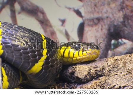 Gold-ringed cat snake or mangrove snake (Boiga dendrophila)