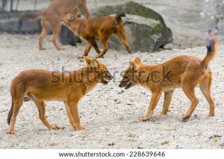 Dhole or Asiatic wild dog (Cuon alpinus) social behavior