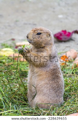 Black-tailed prairie dog (Cynomys ludovicianus) is eating
