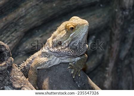 Central bearded dragon (Pogona vitticeps) is posing