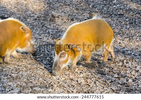 Red river hog (Potamochoerus porcus) in the forest
