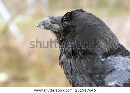 Common raven (Corvus corax) in the forest