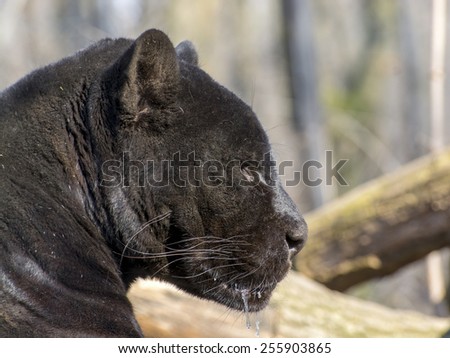 Portrait of a male black jaguar (Panthera onca)