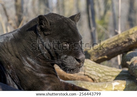 Portrait of a male black jaguar (Panthera onca)