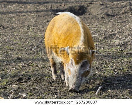 Red river hog (Potamochoerus porcus) in a forest