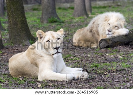 White South African lion and lioness (Panthera leo krugeri) boring relationship