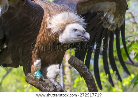 European Griffon vulture (Gyps fulvus) half body