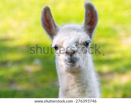 Full white llama (Lama glama) baby head