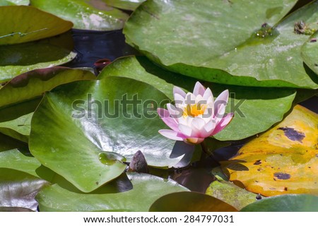 Indian lotus (Nelumbo nucifera) flower in a pond